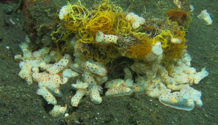 Ceylon Gymnodoris Spawning